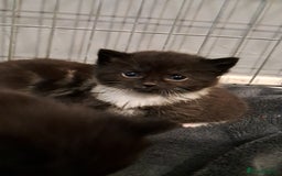 Mixed Breed cats for sale: 3 beautiful black and white kittens  - Image 7