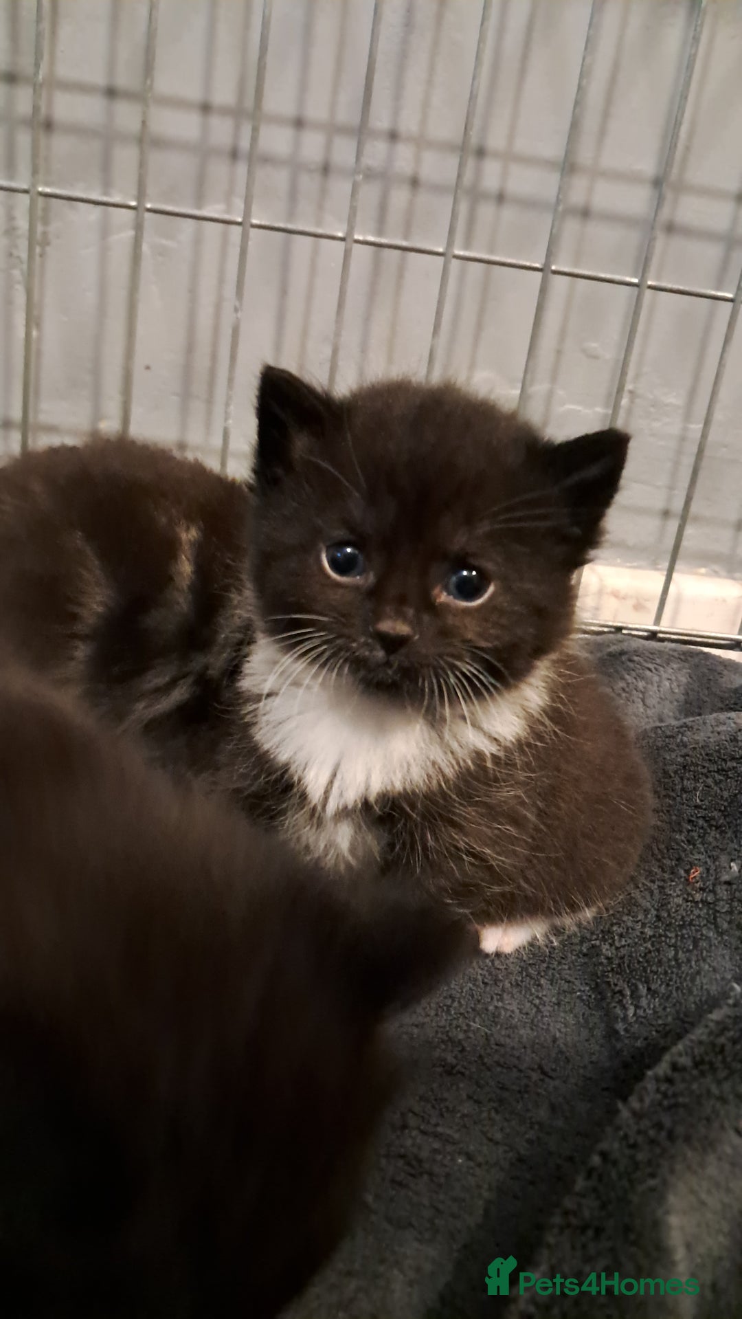Mixed Breed cats for sale: 3 beautiful black and white kittens  - Image 7
