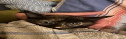 Mixed Breed cats for sale: Fantastic Farm Kittens  - Advert 15