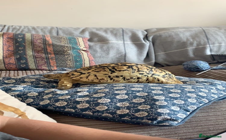 Tortoise reptiles - Advert 1