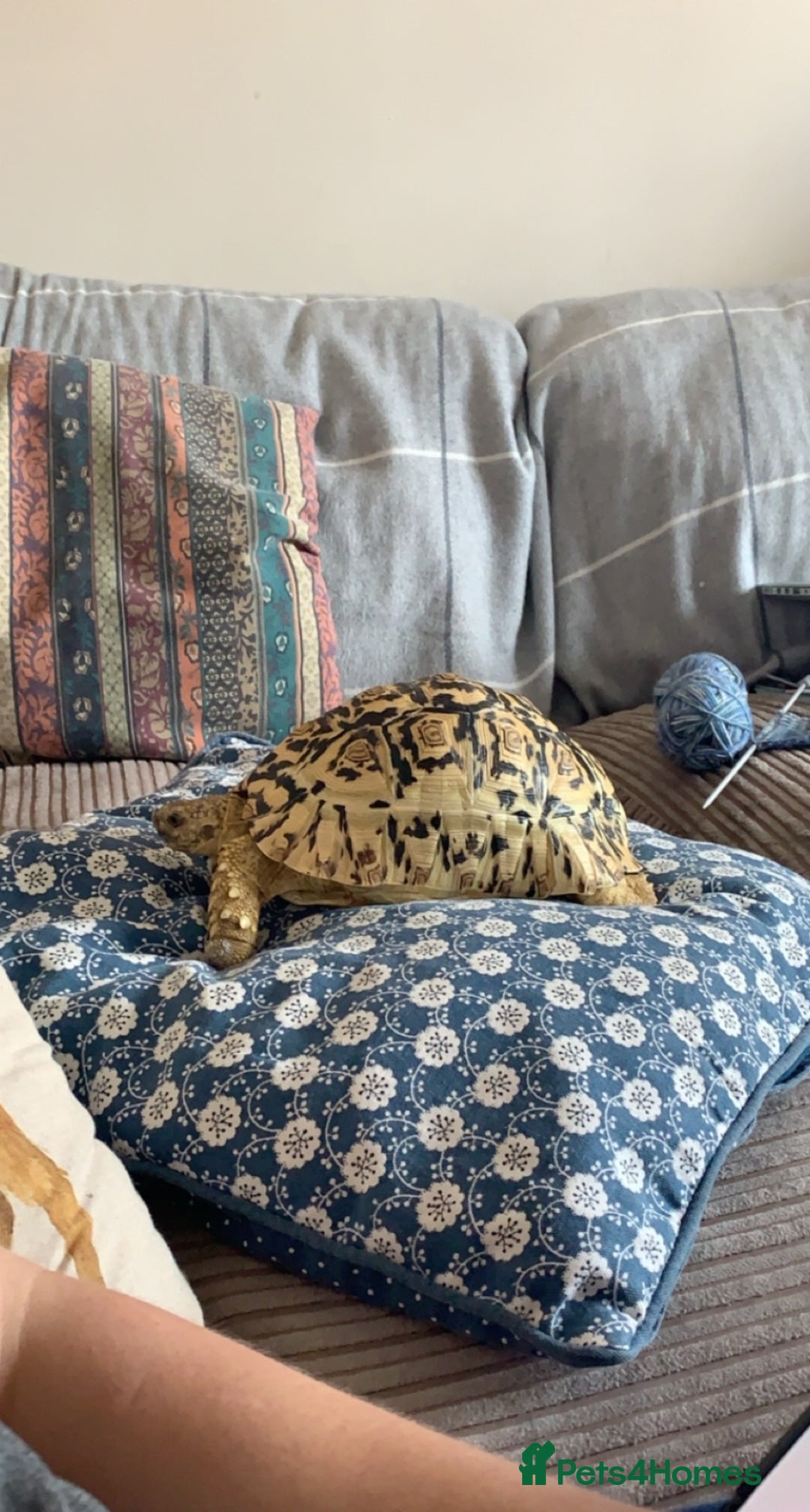 Tortoise reptiles for sale: Leopard Tortoise - Image 1