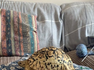 Tortoise reptiles - Advert 7