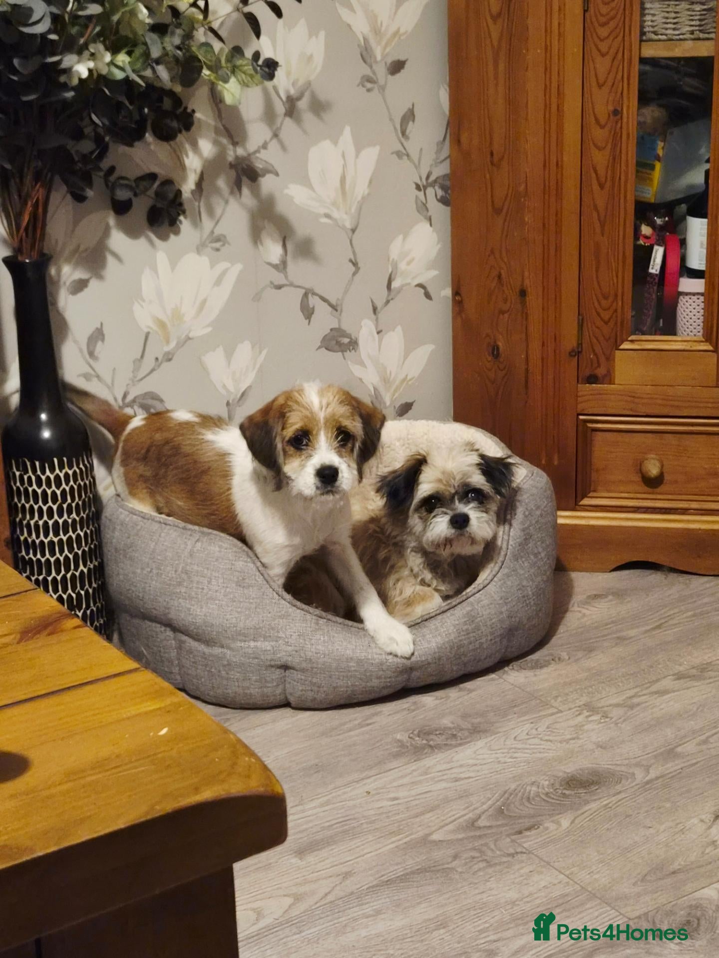 Mixed Breed dogs Parson terrier x king Charles spaniel - Advert 1