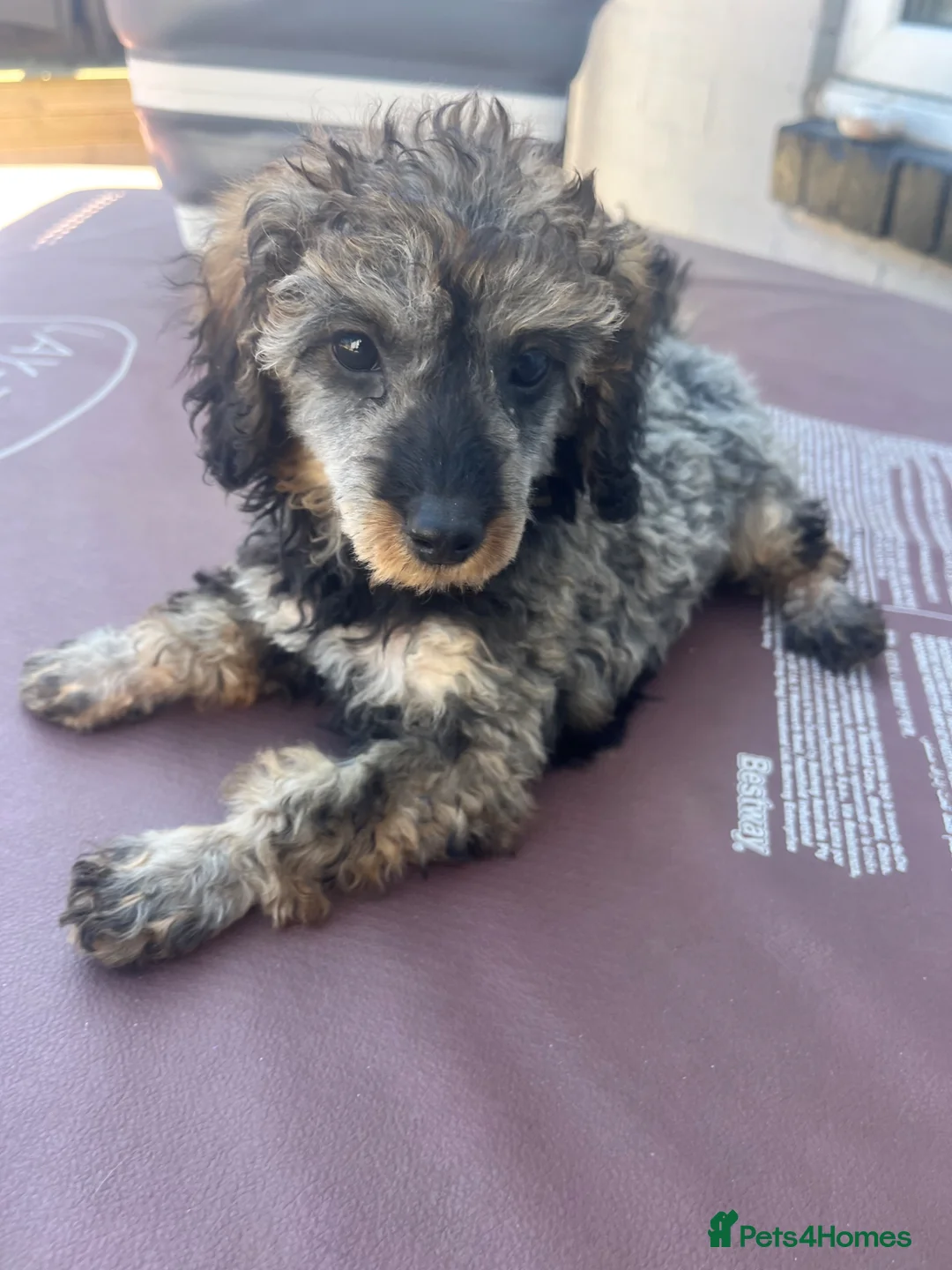 Toy Poodle dogs for sale: Super tiny toy poodle girl pra clear 10 weeks - Advert 1