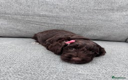 Cockapoo dogs for sale: Beautiful F1 cockerpoo puppies  - Image 13