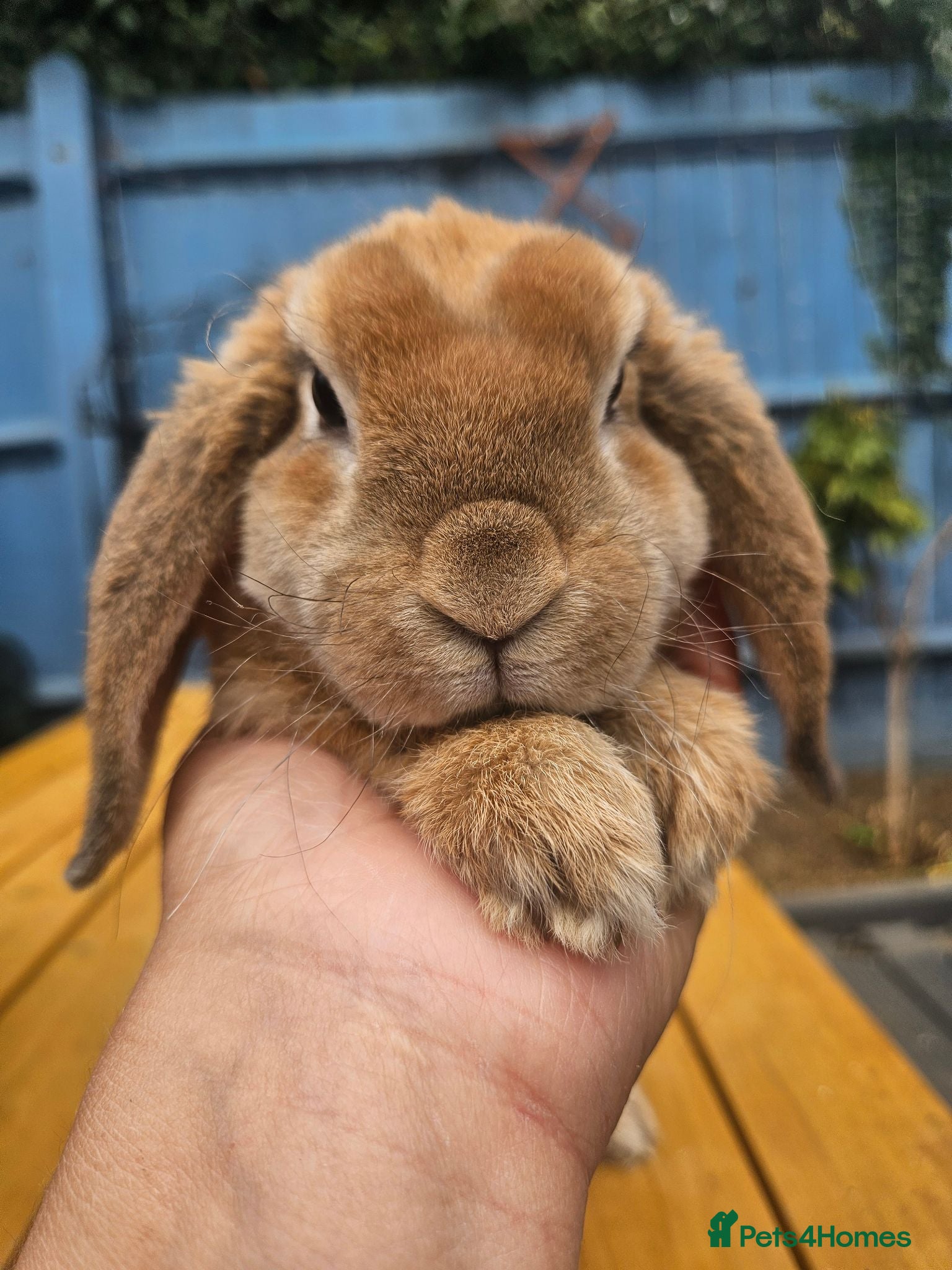 Mini Lop rabbits Show litter Purebred mini plush lop buck - Advert 2