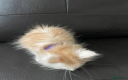 Maine Coon cats for sale: Maine Coon Cross Kittens  - Image 6