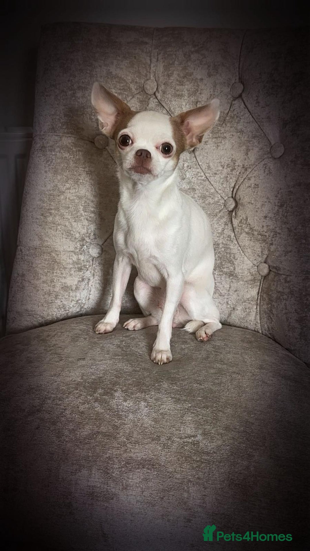 Chihuahua dogs for sale: 3 boys and 2 girls looking for there forever home - Advert 6