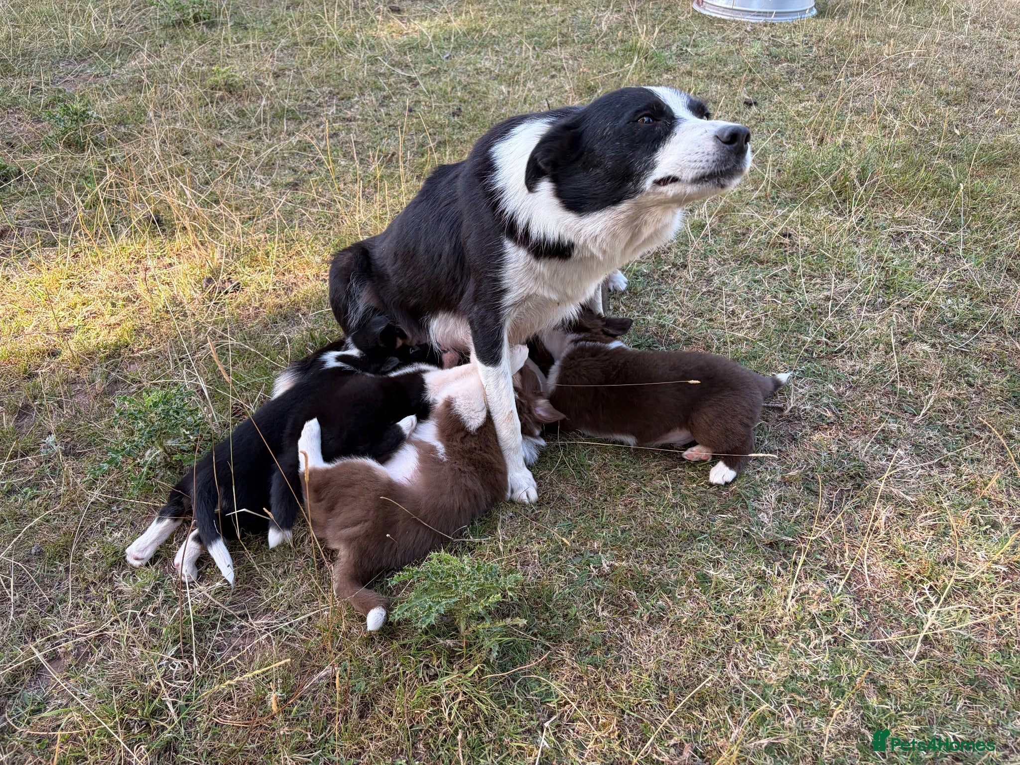 Border Collie dogs Beautiful border collie pups for sale!  - Advert 1