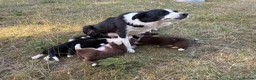 Border Collie dogs for sale: Beautiful border collie pups for sale!  in Abergavenny - Advert 1