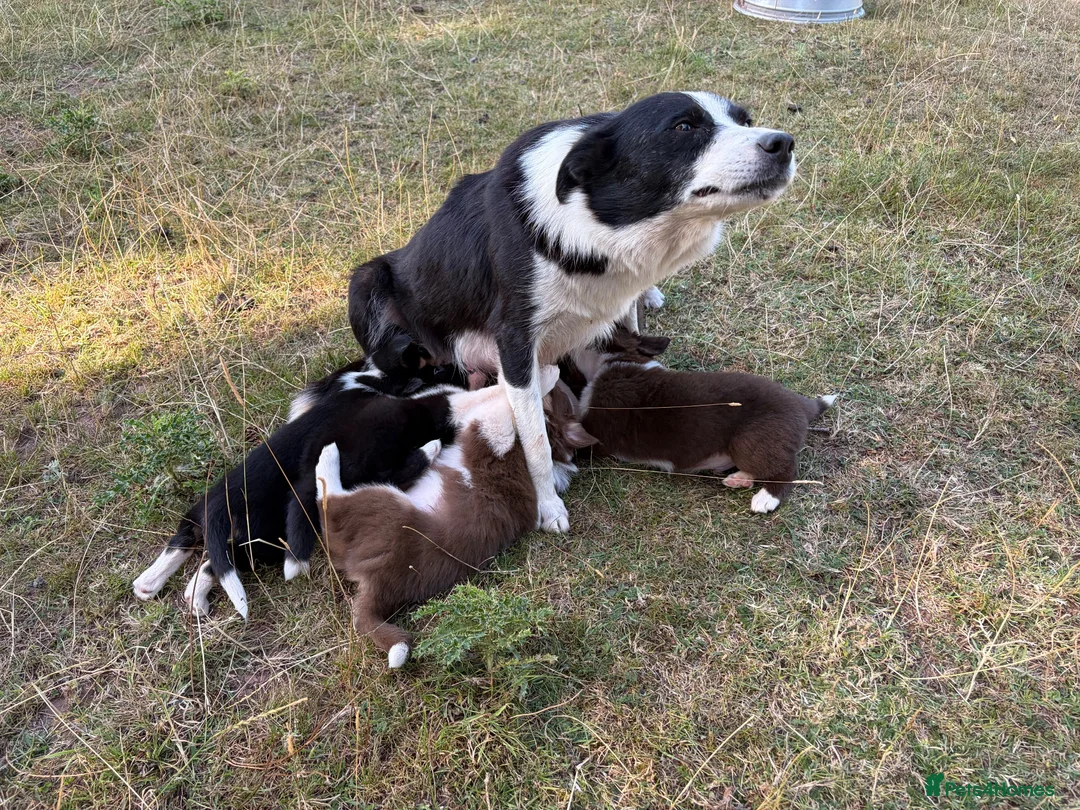 Border Collie dogs for sale: Beautiful border collie pups for sale!  in Abergavenny - Advert 1
