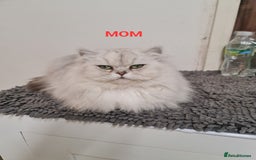 Persian cats for sale: 2 Boys left! Persian Chinchilla kittens - Image 5