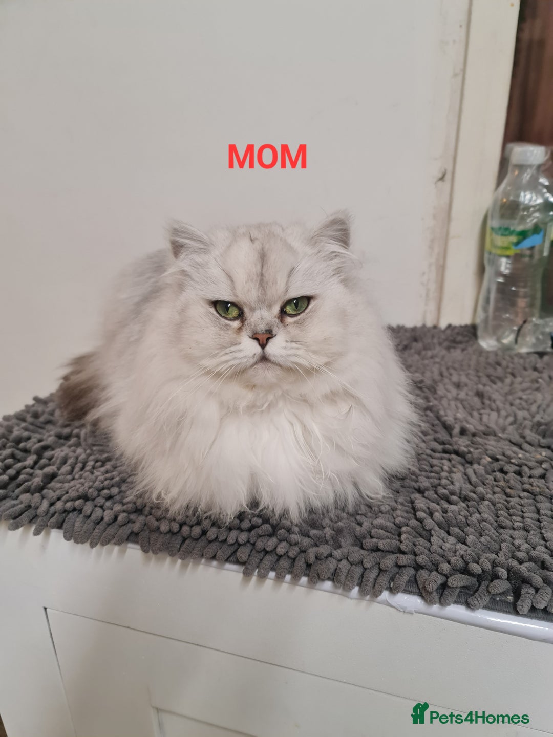 Persian cats for sale: 2 Boys left! Persian Chinchilla kittens - Image 5