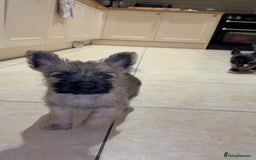 Cairn Terrier dogs for sale: Cairn terrier puppies - ready to go  - Advert 4