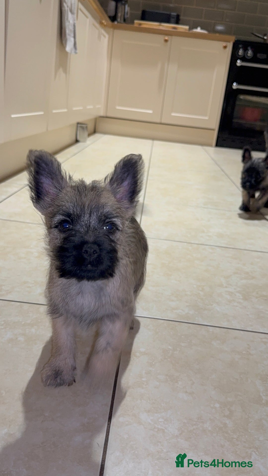 Cairn Terrier dogs for sale: Cairn terrier puppies - ready to go  - Advert 4