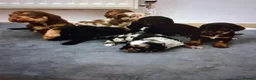 Mixed Breed dogs for sale: Patterpoos - Advert 6