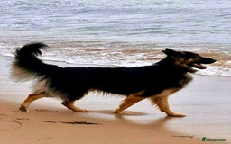 German Shepherd dogs for sale: READY GERMAN SHEPHERD PUPPIES 😍 - Image 11