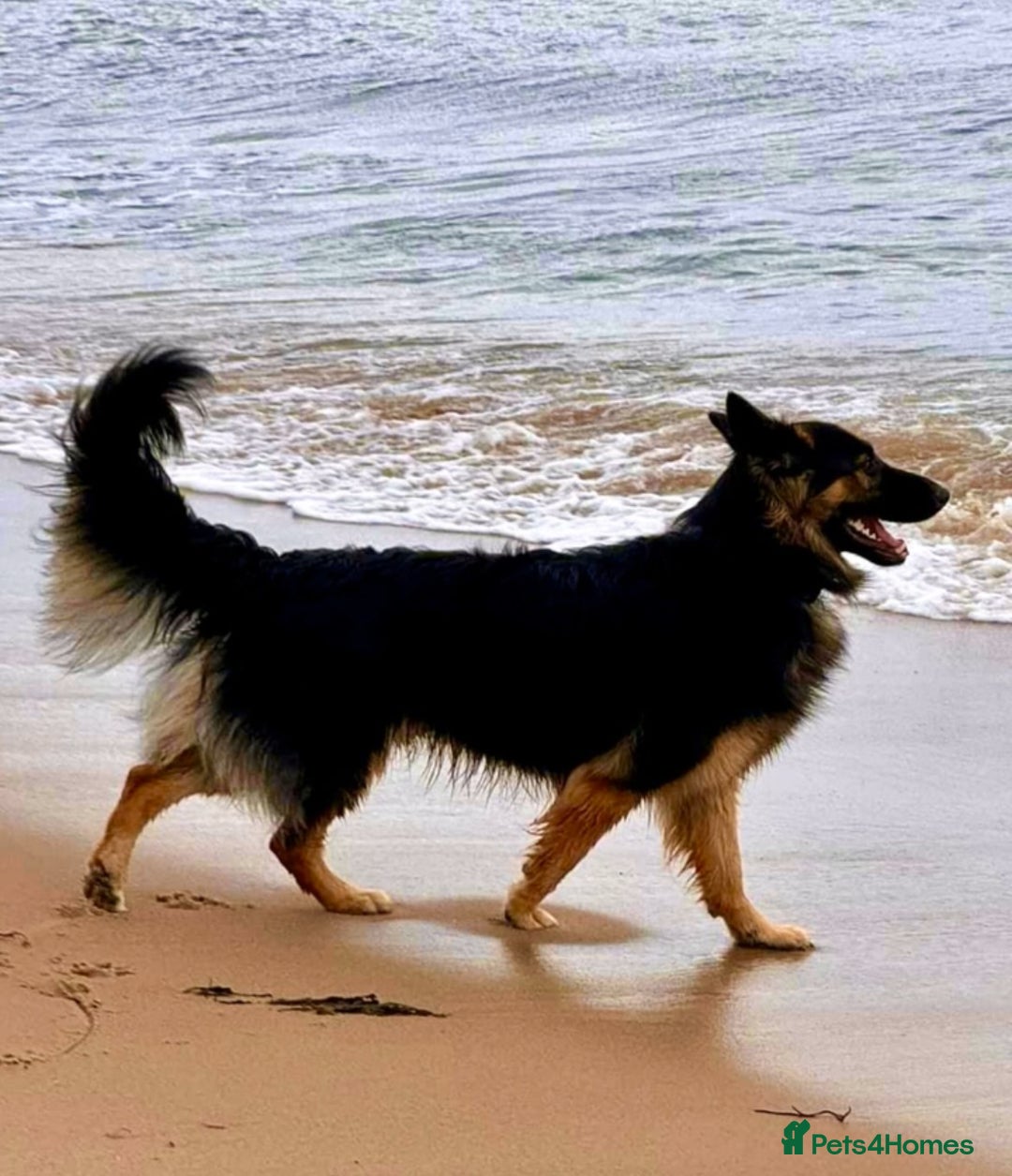 German Shepherd dogs for sale: READY GERMAN SHEPHERD PUPPIES 😍 - Image 11