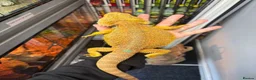 Bearded Dragon reptiles for sale: MALE bearded dragon  - Advert 2