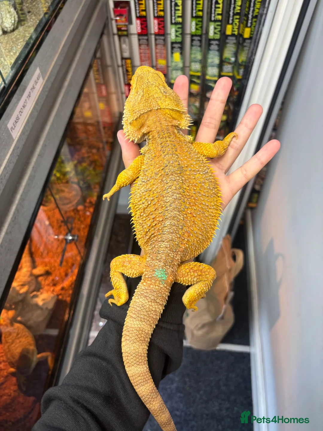 Bearded Dragon reptiles for sale: MALE bearded dragon  - Advert 2
