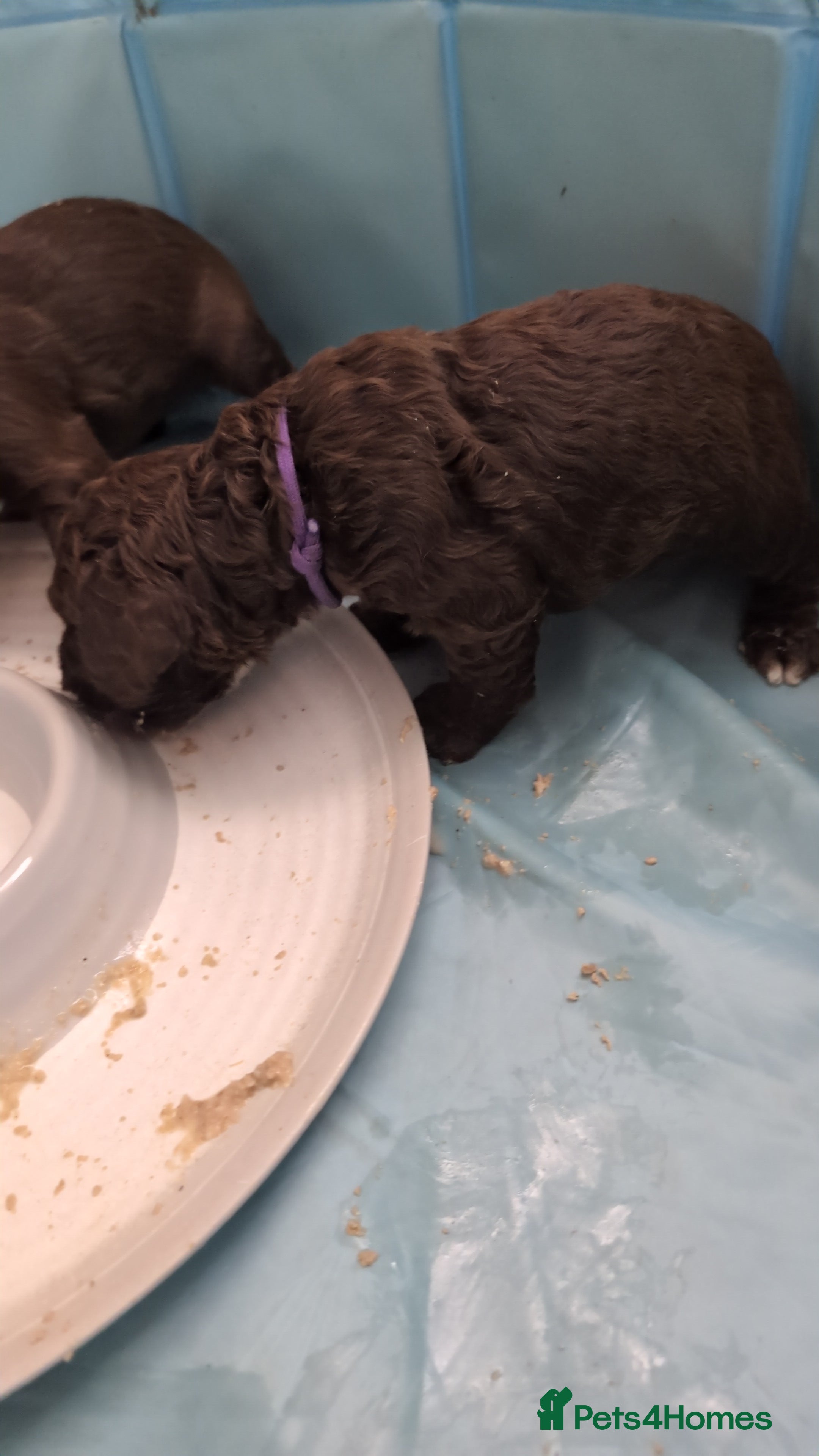 Mixed Breed dogs quality puppies for sale - Advert 2