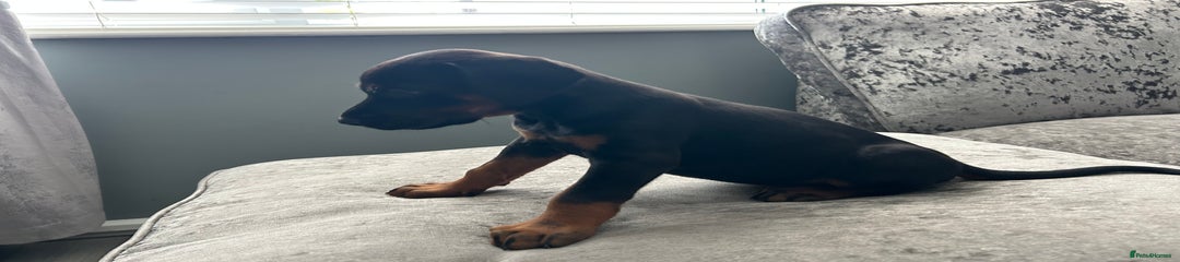 Dobermann Puppy 4
