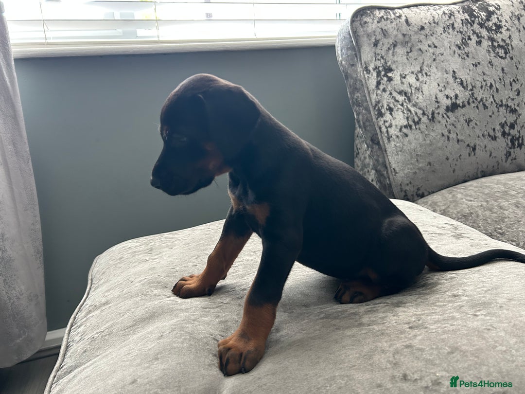Dobermann dogs for sale: European Dobermans Ready in 2 weeks - Image 18