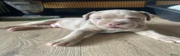 Bandog dogs for sale: Bandog x Bulldog puppies in Watford - Advert 10
