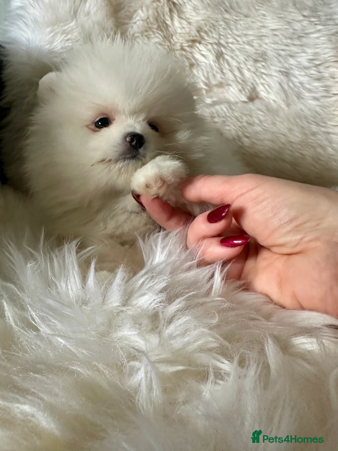 Pomeranian dogs for sale: Last KC pomeranian BOY ready to leave now !  - Advert 14