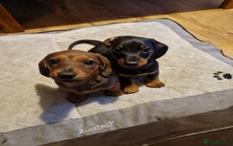 Dachshund dogs for sale: Champion sired, show quality miniature, ready now. - Image 8