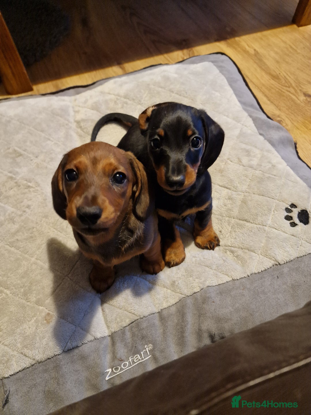 Dachshund dogs for sale: Champion sired, show quality miniature, ready now. - Image 8