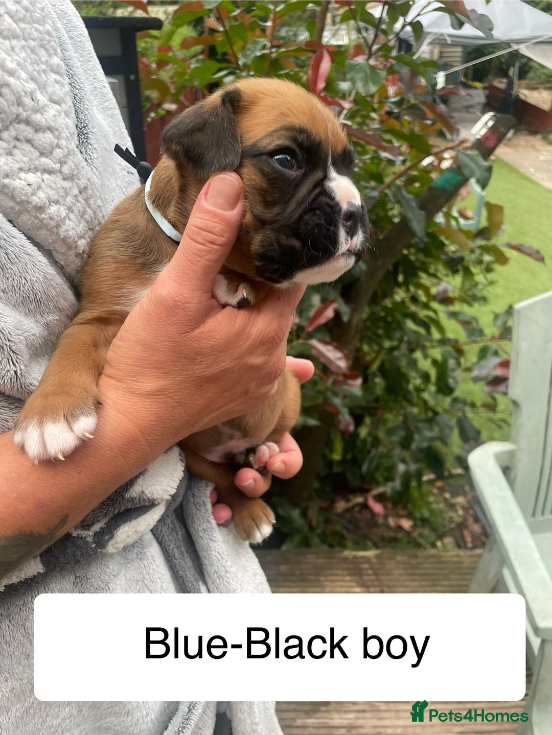 Boxer dogs for sale: Bunch of Boxer Babies - Image 15