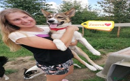 Mixed Breed dogs for adoption: 💖🐶 ZEENA 🐶💖 - Image 11