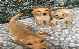Labrador Retriever dogs for sale: Labrador puppy's  - Image 2