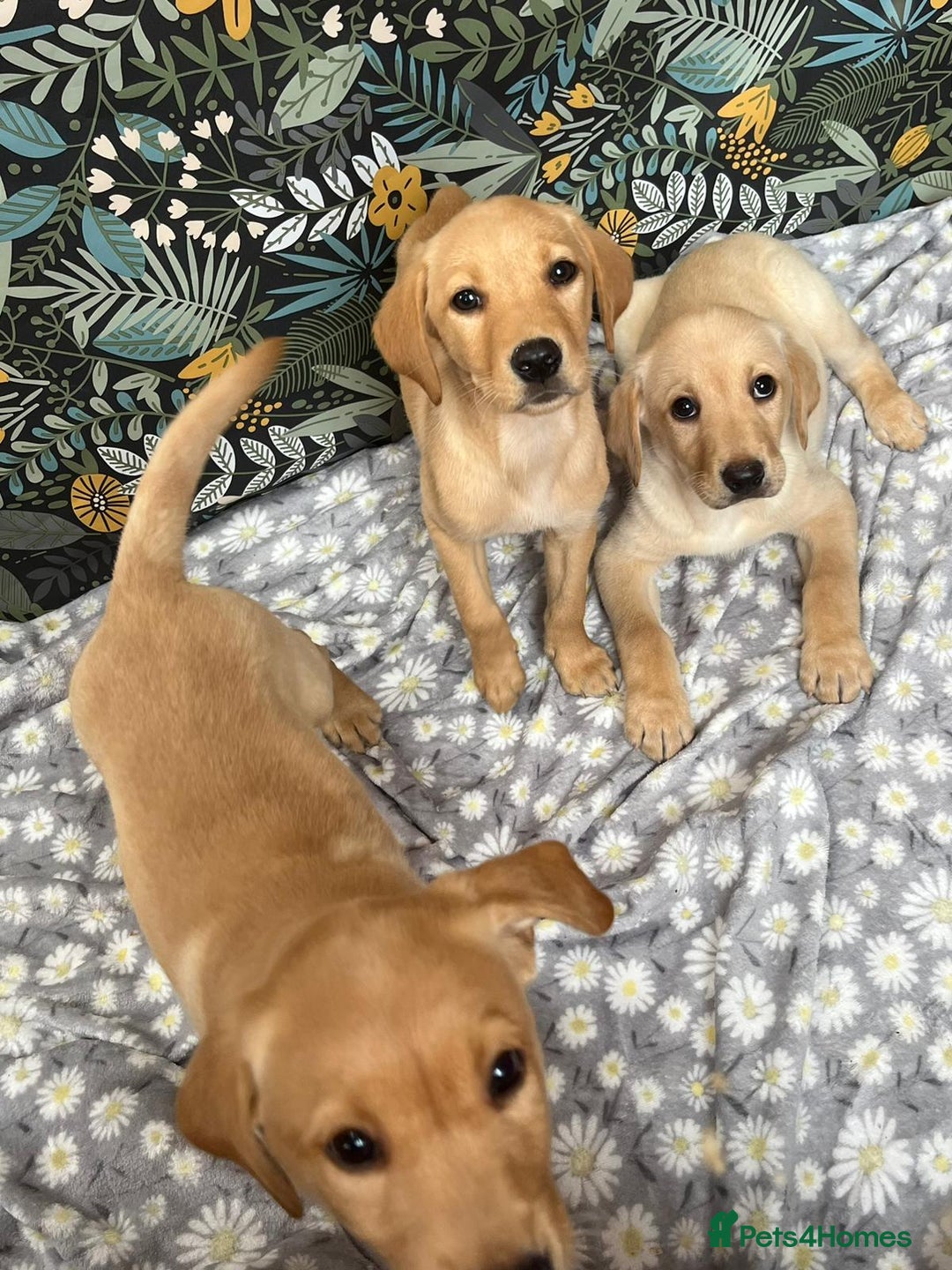Labrador Retriever dogs for sale: Labrador puppy's  - Image 2