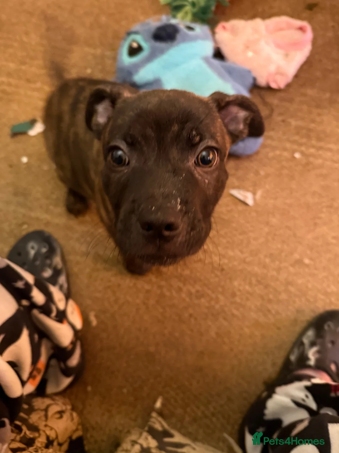 Mixed Breed dogs for sale: 3/4 Staffy Pups Needing Homes - Advert 7