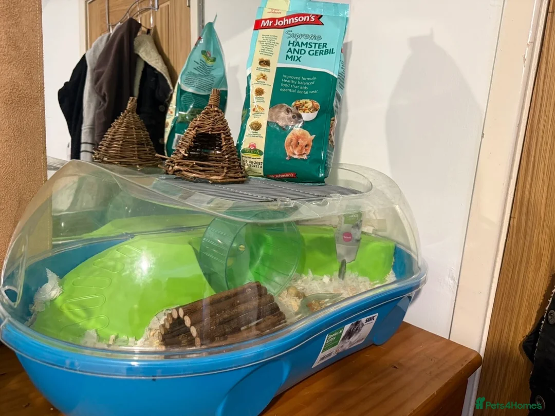 Hamster rodents for sale: Two female hamsters  in Crediton - Advert 2