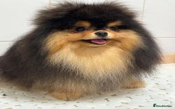 Pomeranian dogs for sale: Cute Black and Tan Pomeranian boy - Image 4