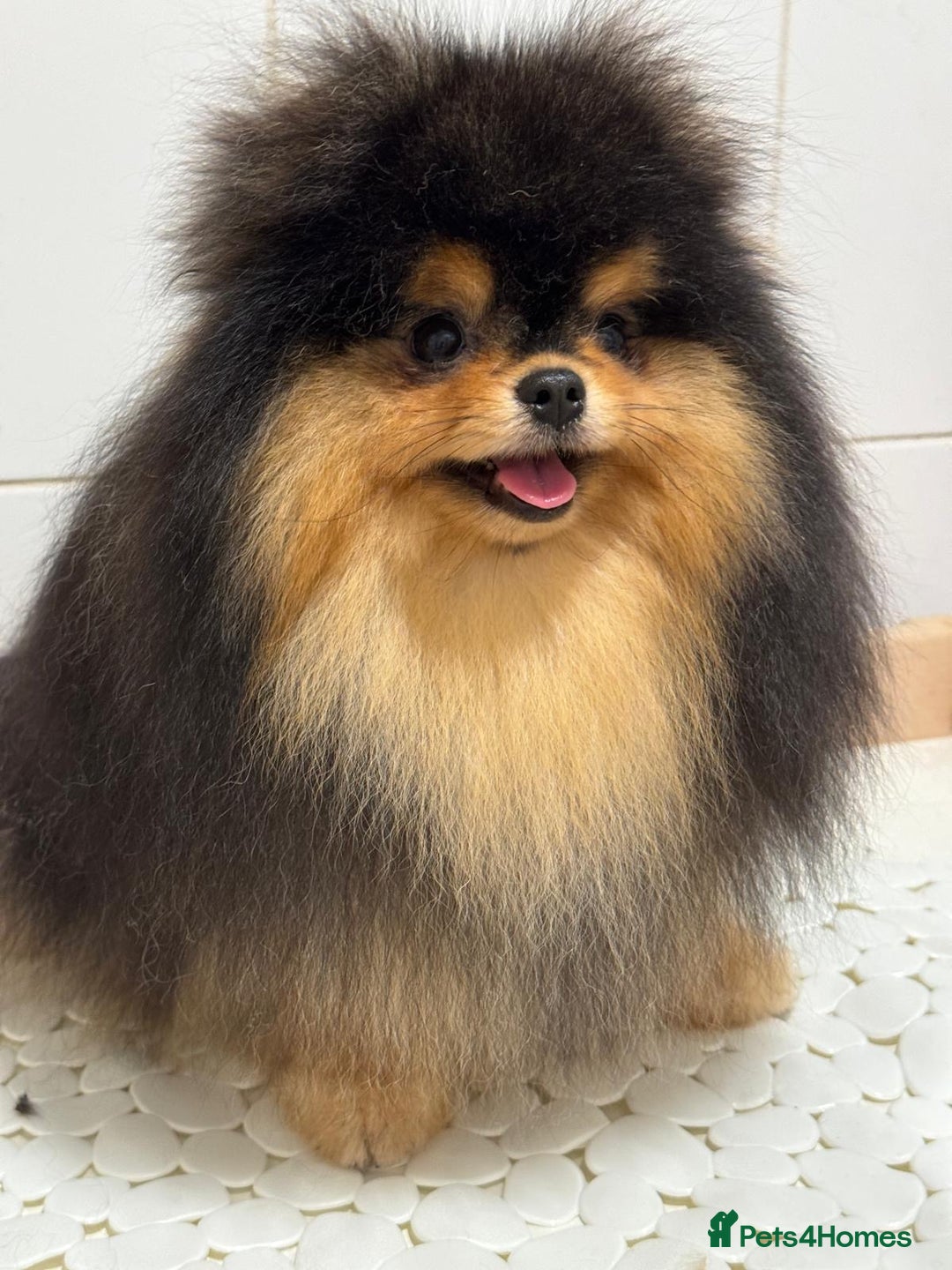 Pomeranian dogs for sale: Cute Black and Tan Pomeranian boy - Image 4