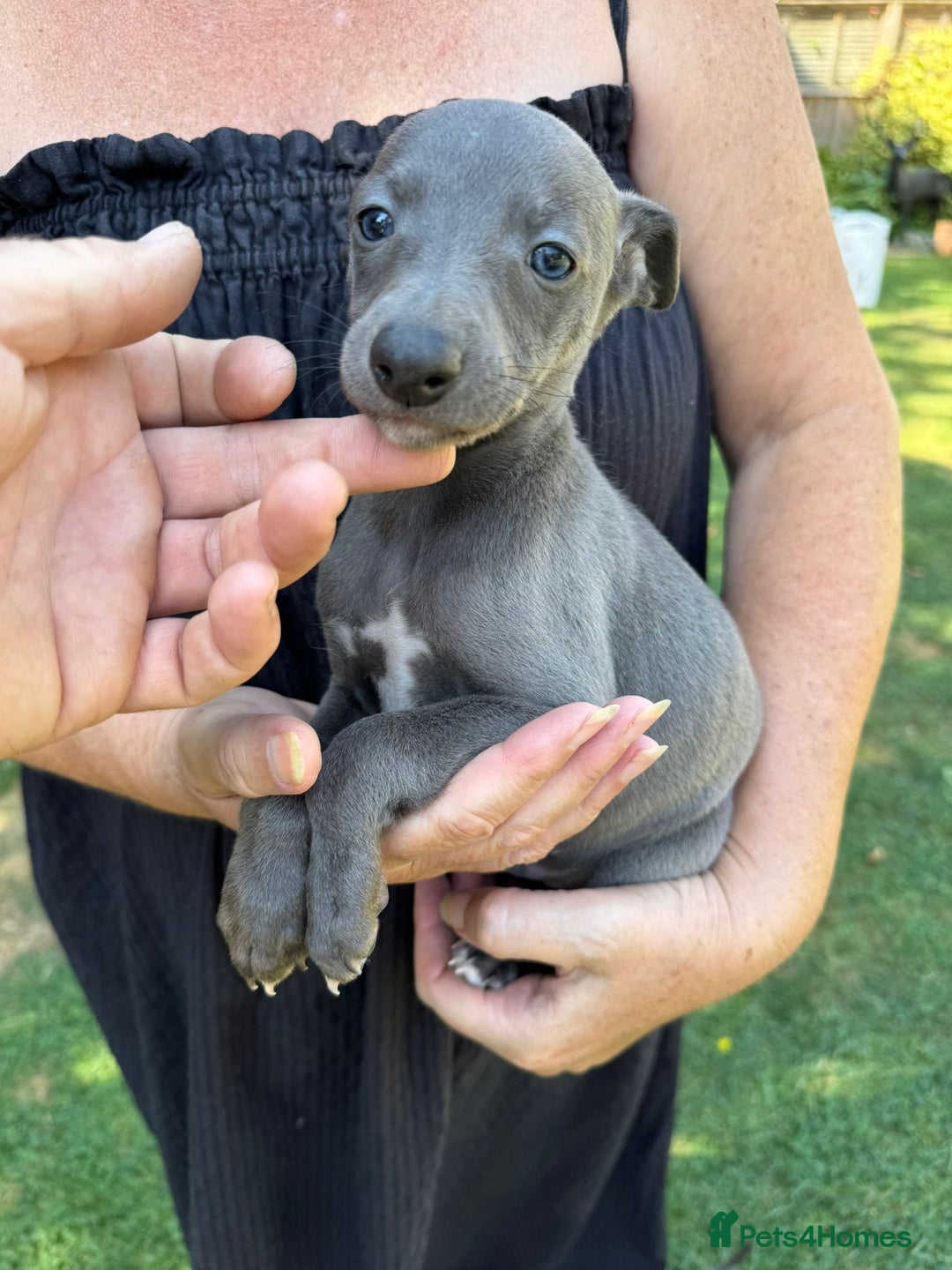 Whippet dogs for sale: Gorgeous whippet puppies  - Image 7
