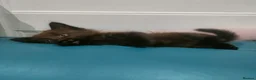 Mixed Breed cats for sale: Kittens 3 Boys and 2 Girls  in Leicester - Advert 36