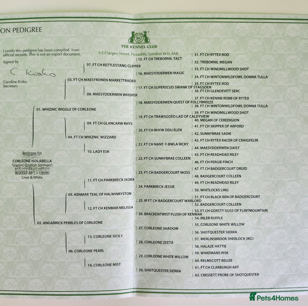 English Springer Spaniel dogs for sale: Part Trained Gun Dog  - Advert 11
