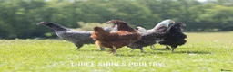 Chickens poultry for sale: Point of Lay Brown Hybrids - Advert 3