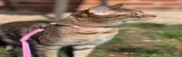 Savannah cats for sale: Stunning Savannah Queen–Looking For Forever Home ❤ - Advert 4