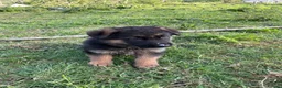 German Shepherd dogs for sale: Pure German shepherd puppies available  - Advert 10