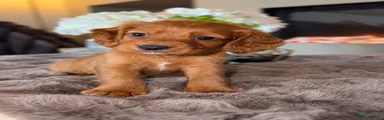Cocker Spaniel 1