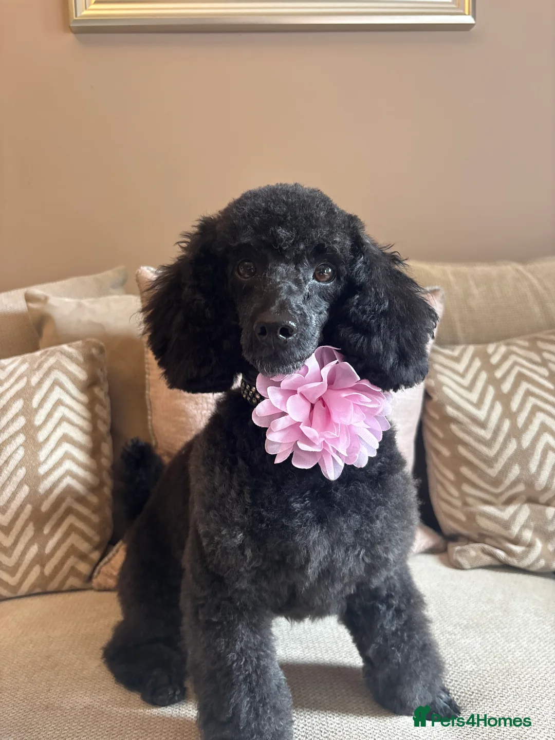 Toy Poodle dogs for sale: Kc registered toy poodle  - Advert 8