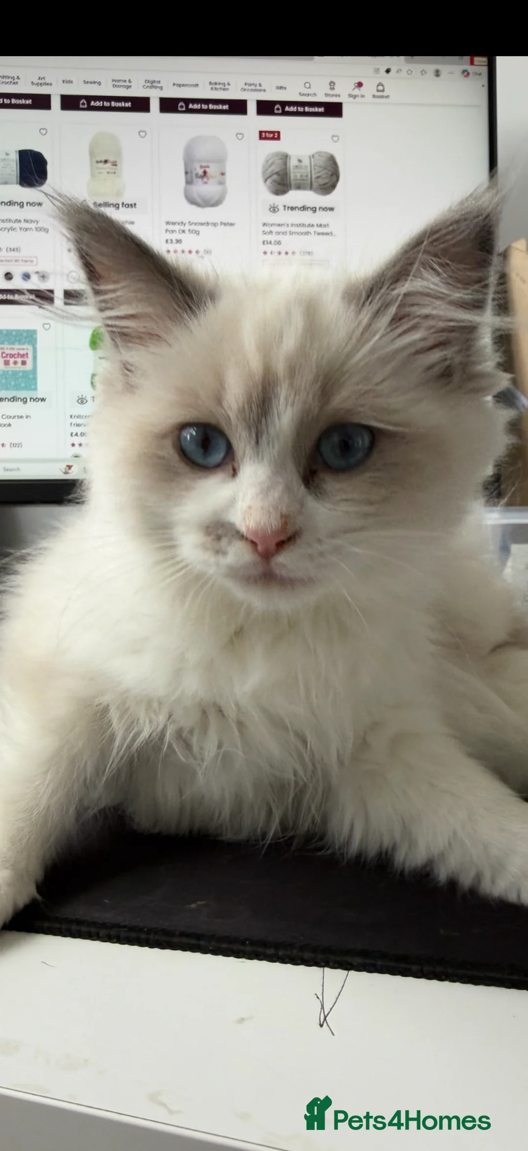 Ragdoll cats for sale: Beautiful ragdoll in Abingdon - Advert 3