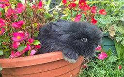 Angora rabbits for sale: The cutest black beauties 🖤 - Image 11