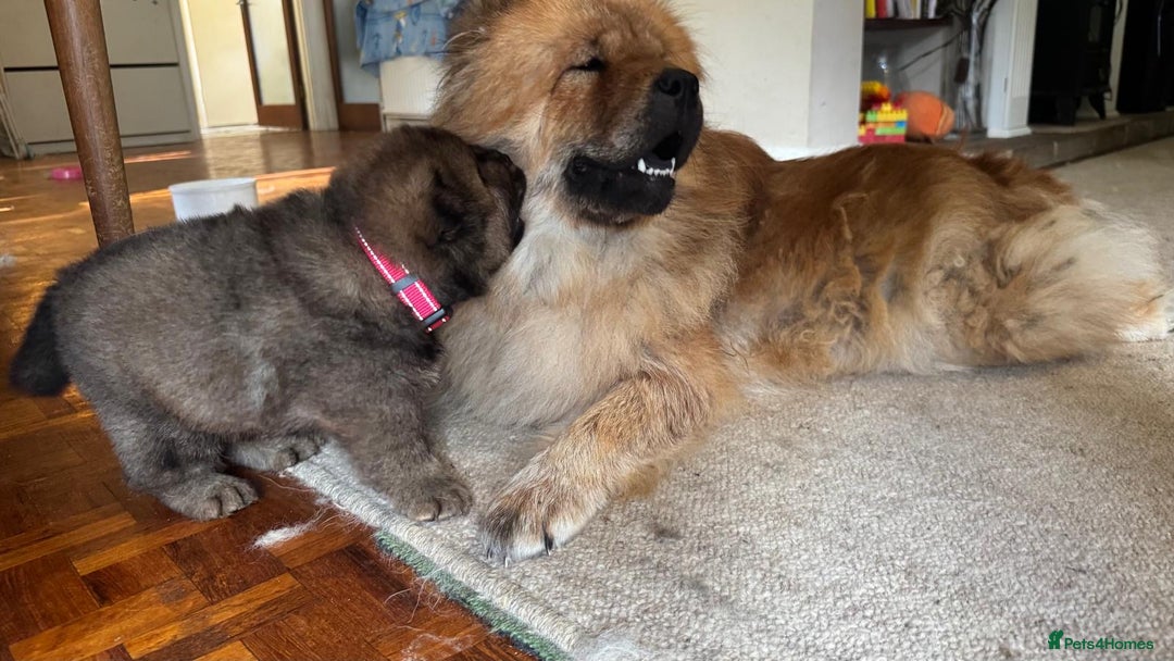 Chow Chow dogs for sale: Puppies looking for new home - Image 19
